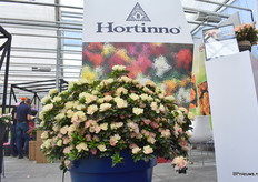 De Lime Peach in een grote pot.